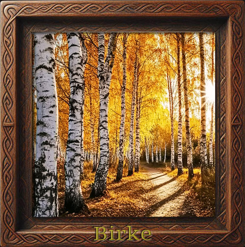 birke