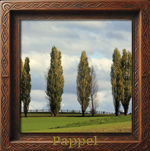 pappel